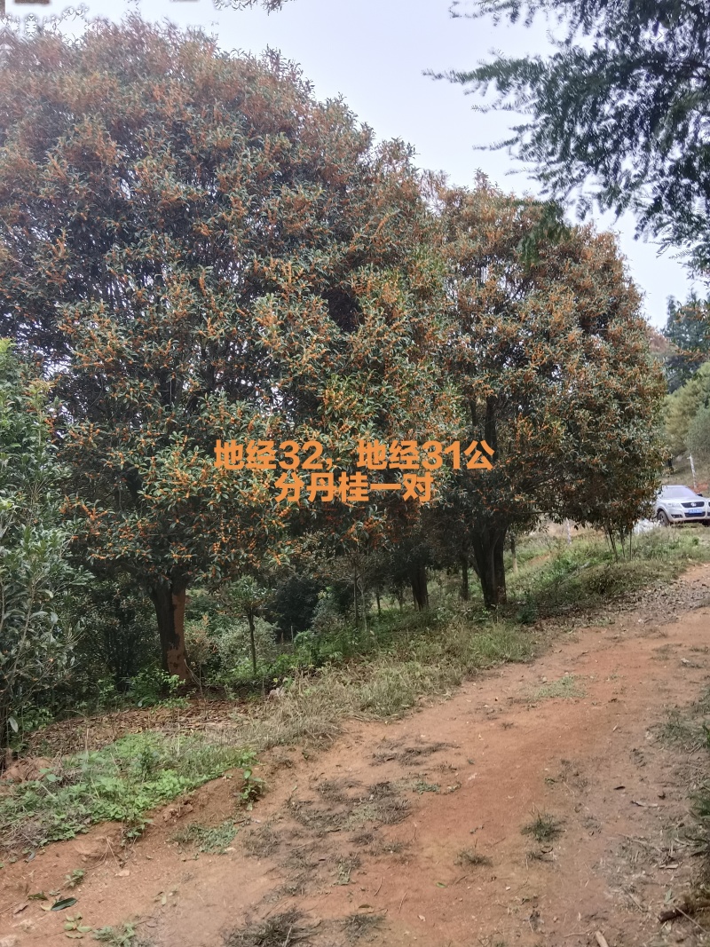 丹桂