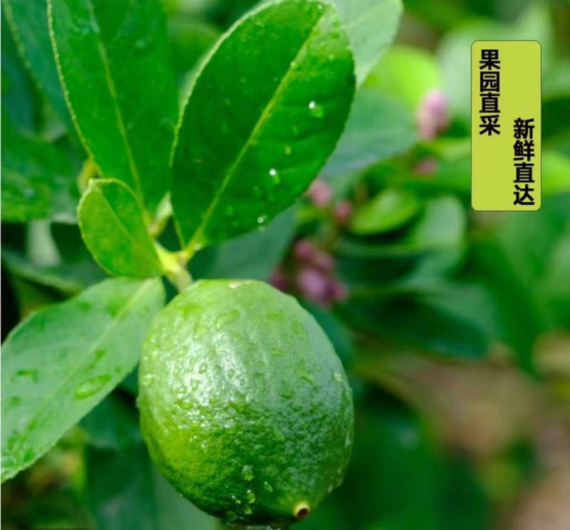 广东香水柠檬，产地直发，保质保量，诚信经营，欢迎来电