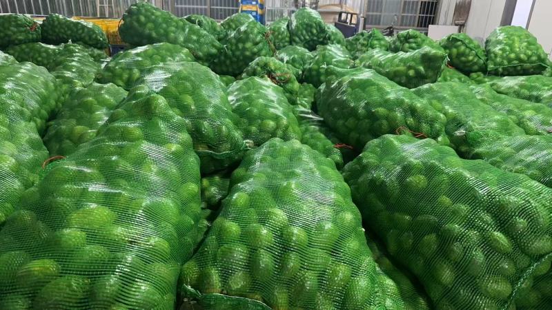 香水柠檬大量供应，全国发货，诚信经营，可对接电商商超