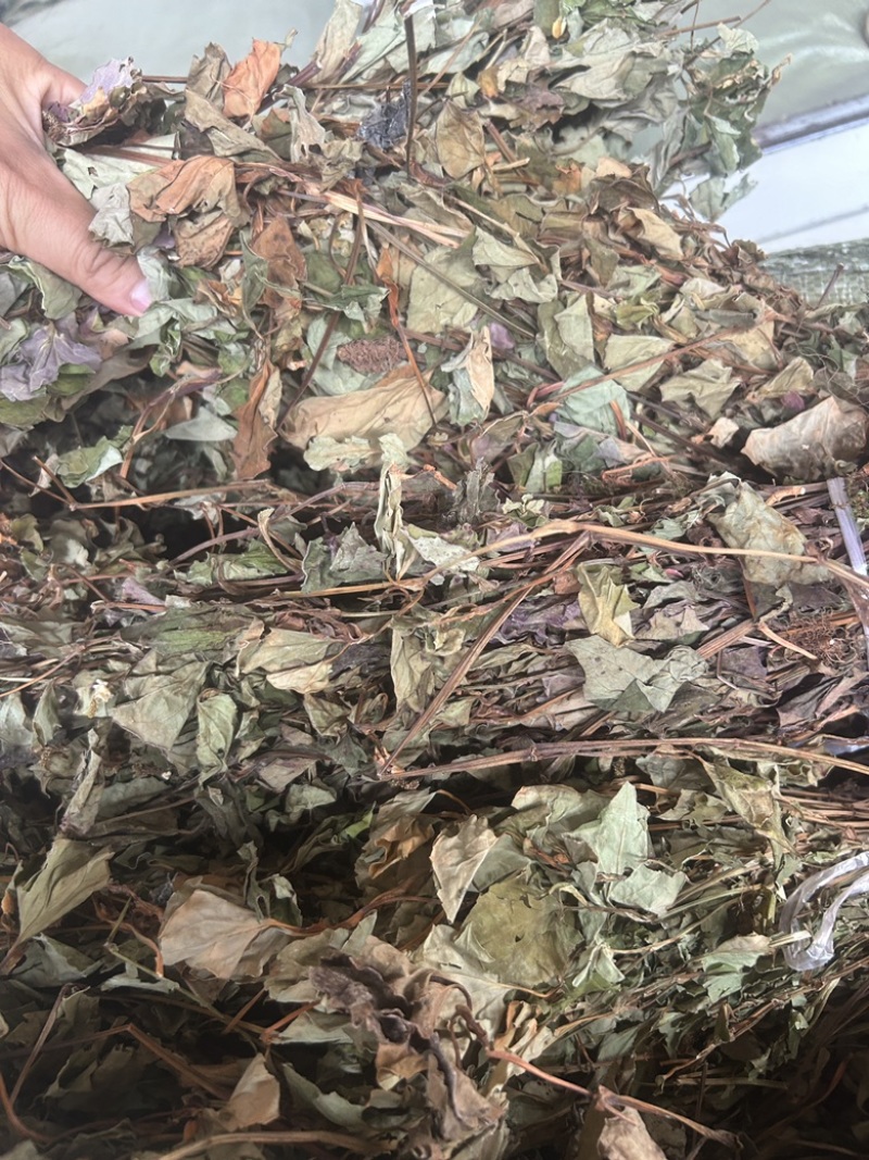 中药材今年新货鱼腥草条子都有颜色青绿色没有硫