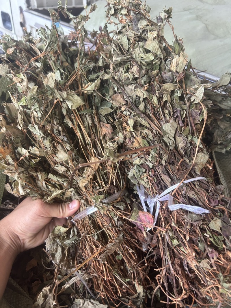 中药材今年新货鱼腥草条子都有颜色青绿色没有硫