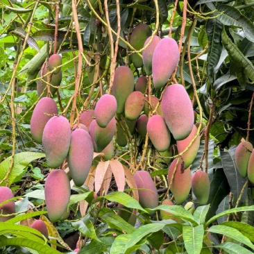 小贵妃芒果
