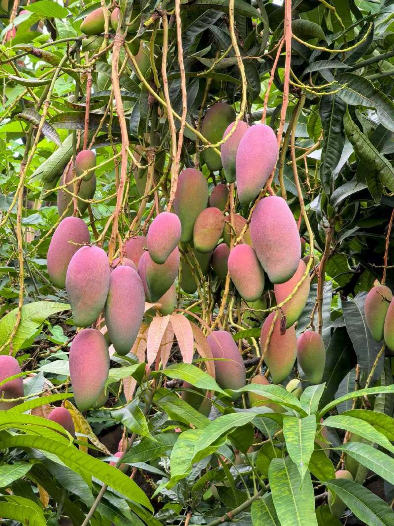 小贵妃芒果