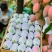 小贵妃芒果