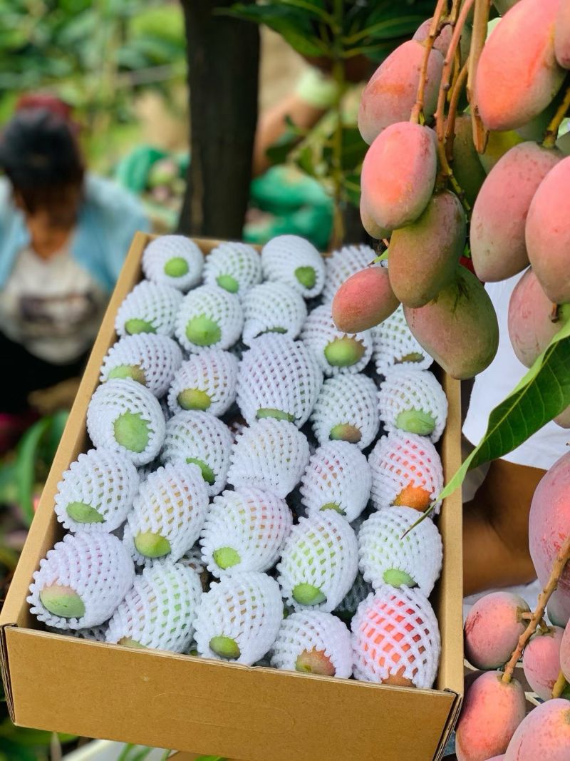 小贵妃芒果