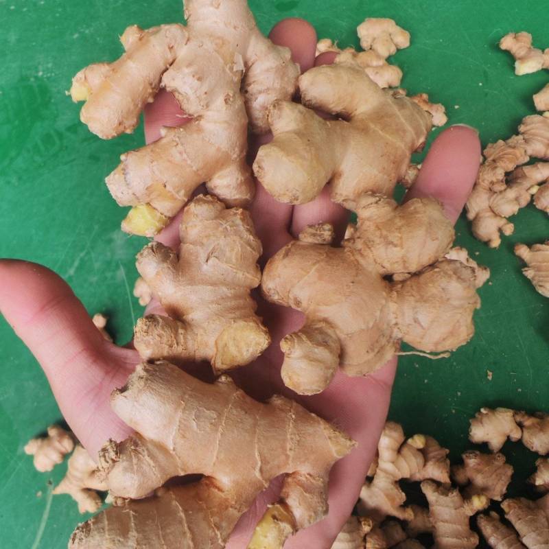 文山小黄姜厂货/调味加工专用/工厂直供/水洗小姜碎姜