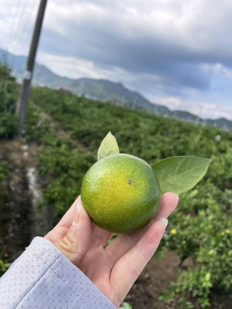 特早熟大芬柑橘苗，