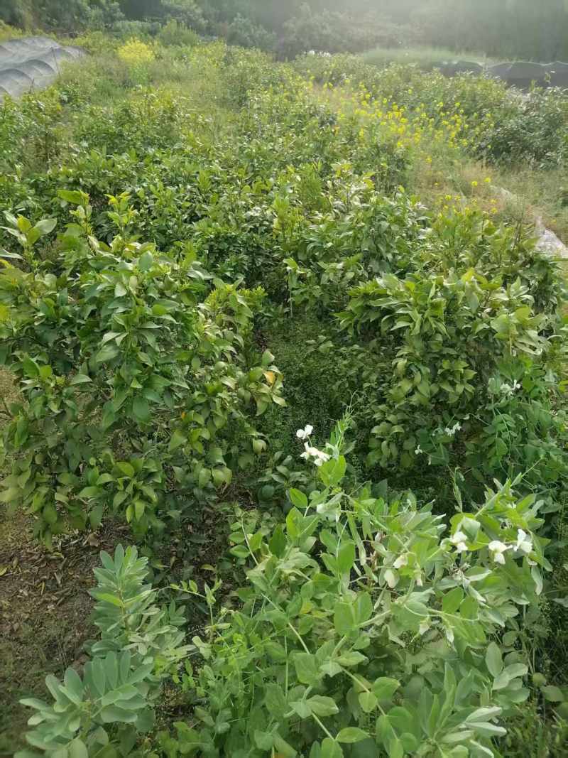 特早熟大芬柑橘苗，