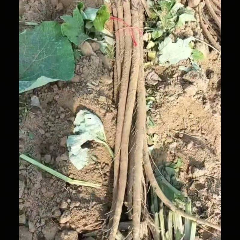 新鲜牛蒡，江苏特产