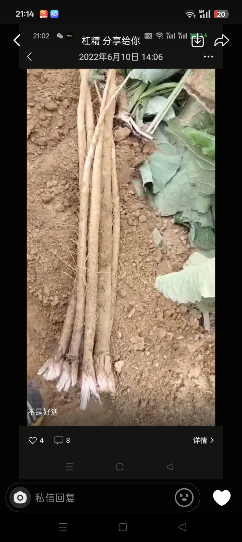 新鲜牛蒡，江苏特产