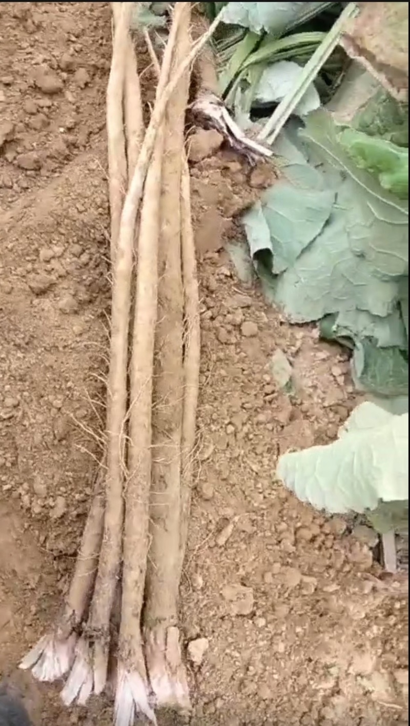 新鲜牛蒡，江苏特产
