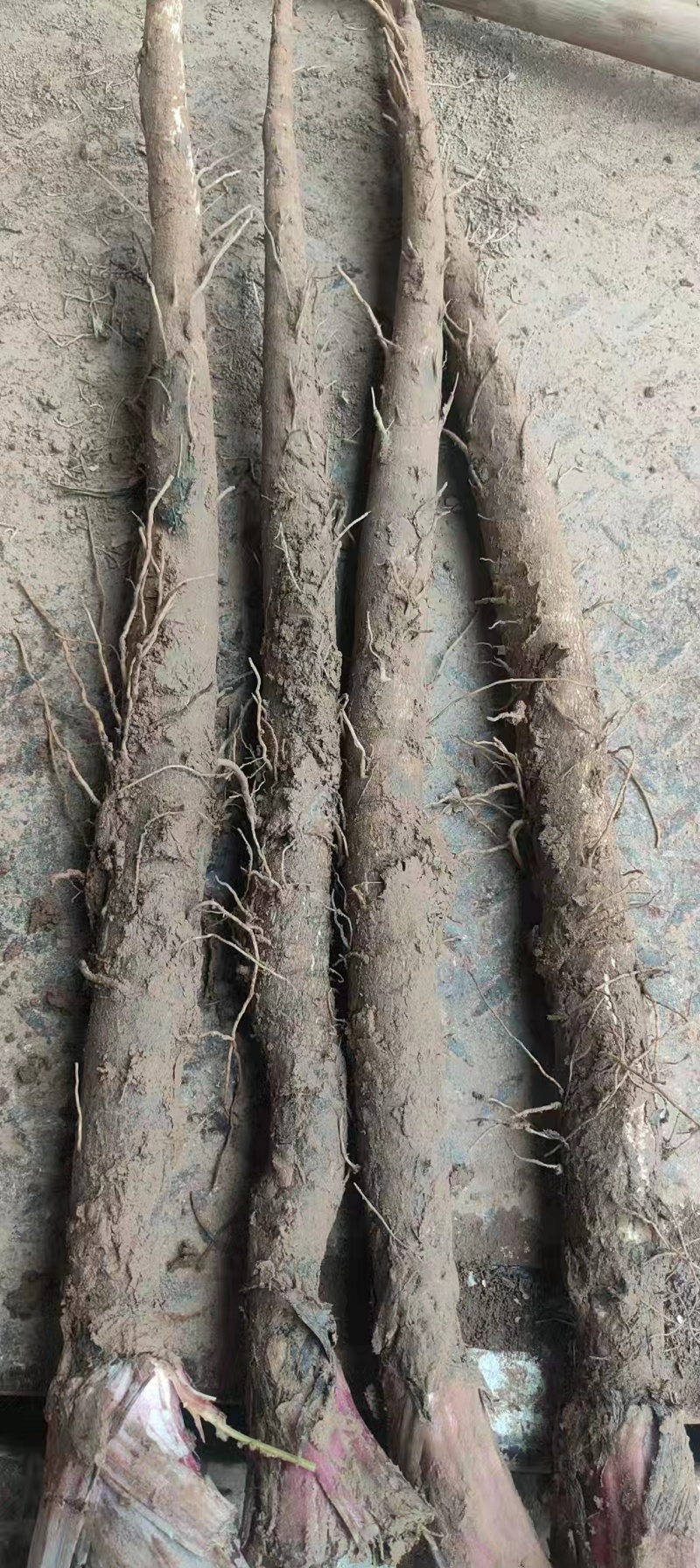 新鲜牛蒡，江苏特产