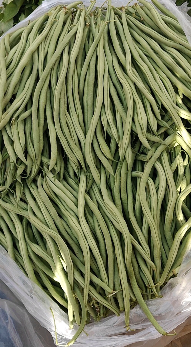 豆王架豆王豆角大量上市寻求长期合作