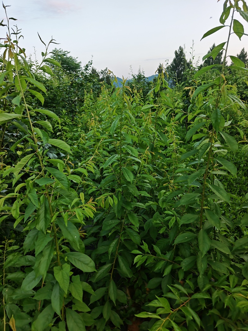川蜜脆李子苗，晚熟个大肉脆丰产，产地现货可视频看货