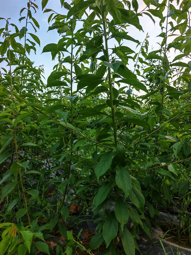 川蜜脆李子苗，晚熟个大肉脆丰产，产地现货可视频看货