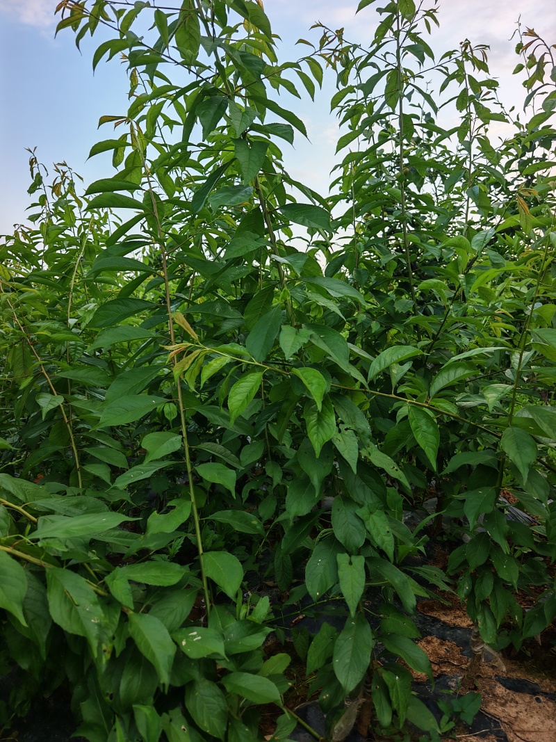 川蜜脆李子苗，晚熟个大肉脆丰产，产地现货可视频看货