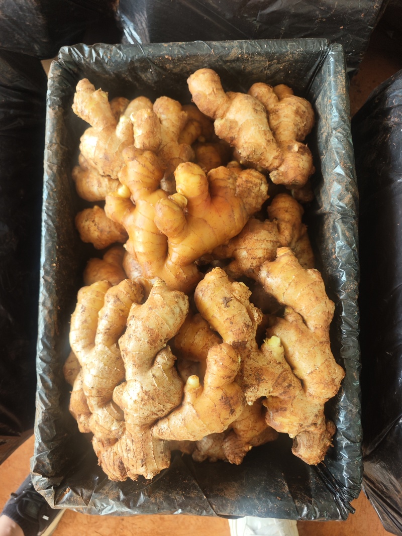 山东安丘大姜/云南种植精品红土/产地直供批发餐饮专用