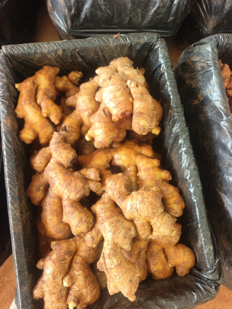 山东安丘大姜/云南种植精品红土/产地直供批发餐饮专用