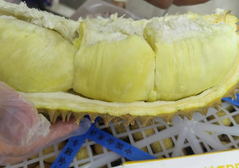 金枕榴莲一手批发，a果保5房，货源充足，质量保证。