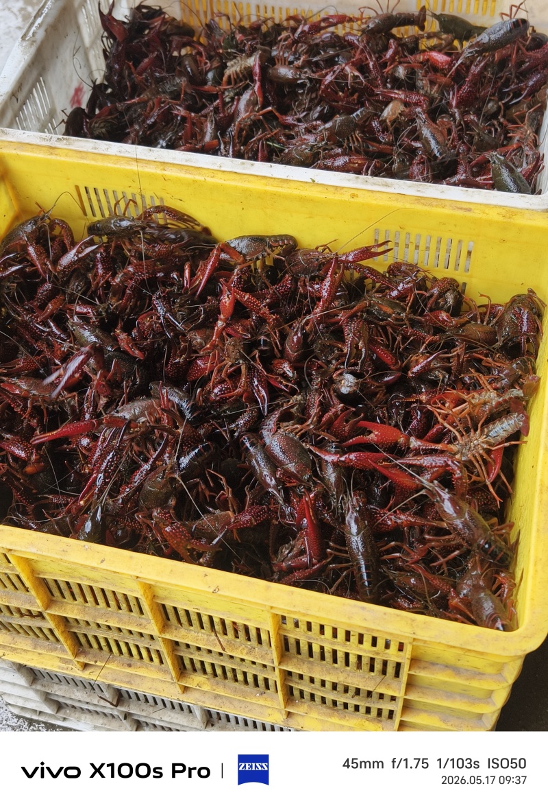 小龙虾/基地直发/货源充足/大量有货/欢迎选购