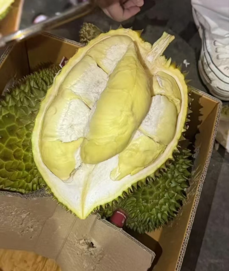 金枕榴莲一手批发，a果保5房，货源充足，质量保证。