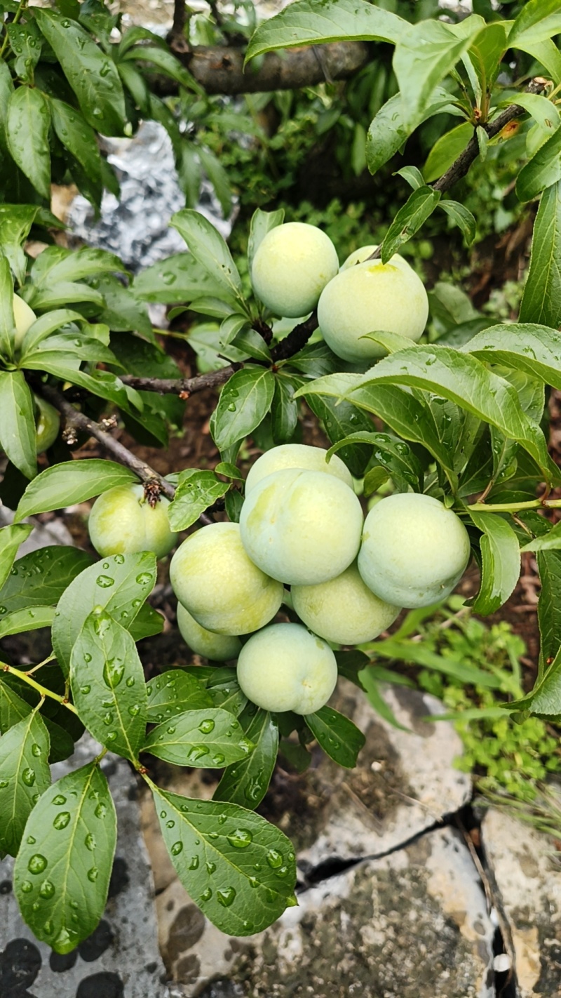 安顺六马青脆李