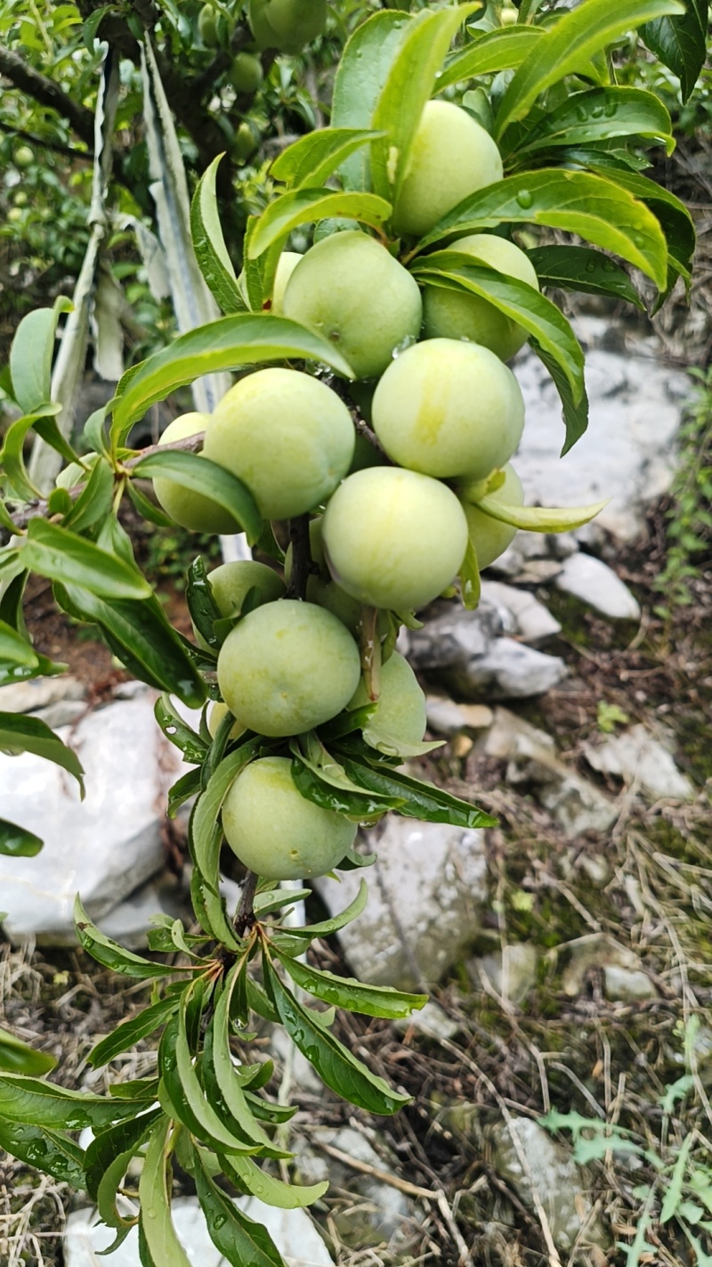安顺六马青脆李