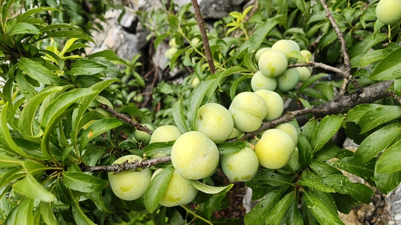 安顺六马青脆李