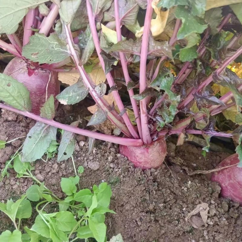 紫俊凤梨萝卜种子紫皮紫肉水果萝卜种籽肉质细密不易糠心罗卜