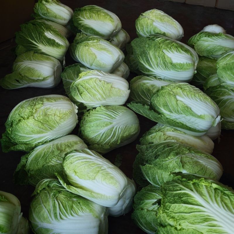 皇俊大白菜种子农家菜园黄心结球白菜种籽丰产抗病耐运白菜蔬