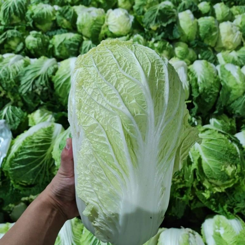 皇俊大白菜种子农家菜园黄心结球白菜种籽丰产抗病耐运白菜蔬