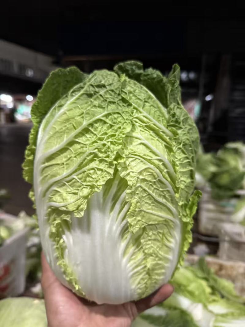 皇俊大白菜种子农家菜园黄心结球白菜种籽丰产抗病耐运白菜蔬