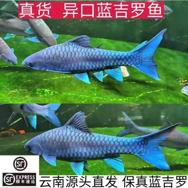 吉罗鱼苗