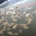 吉罗鱼苗