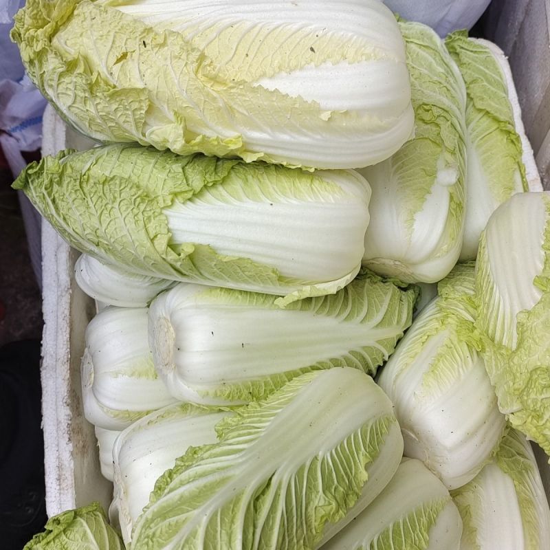 兴途二号娃娃菜种子杂交一代黄心娃娃菜熟耐抽薹高抗病