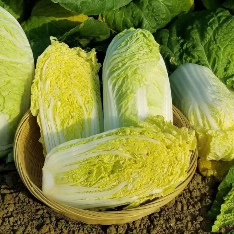 兴途二号娃娃菜种子杂交一代黄心娃娃菜熟耐抽薹高抗病