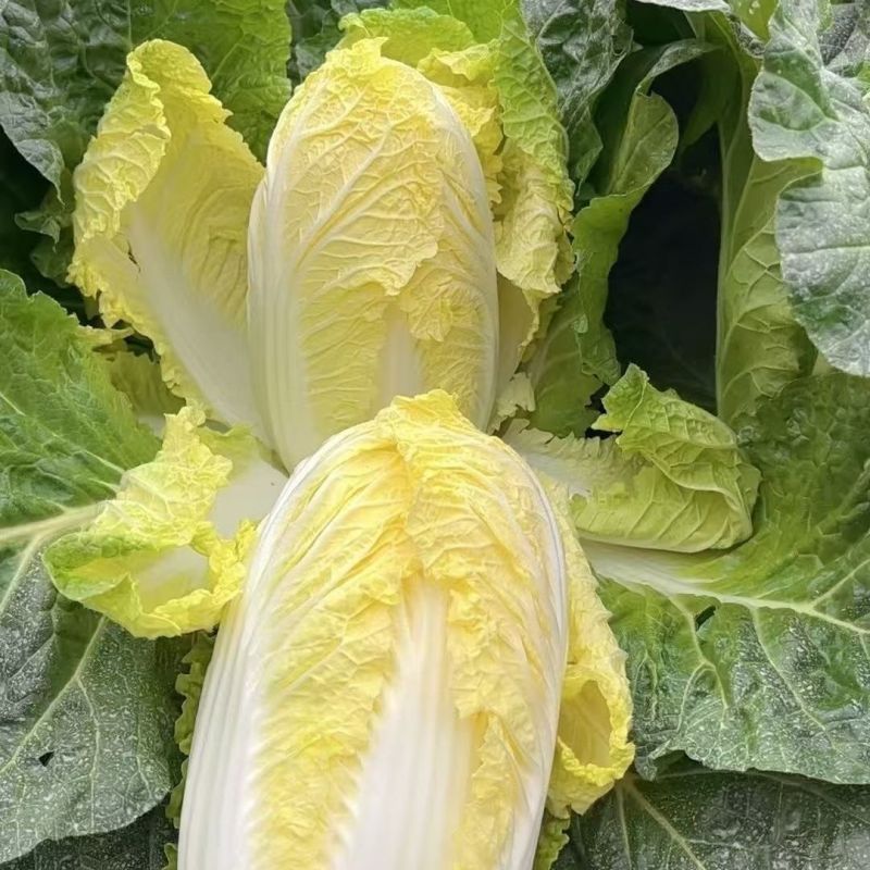 兴途二号娃娃菜种子杂交一代黄心娃娃菜熟耐抽薹高抗病