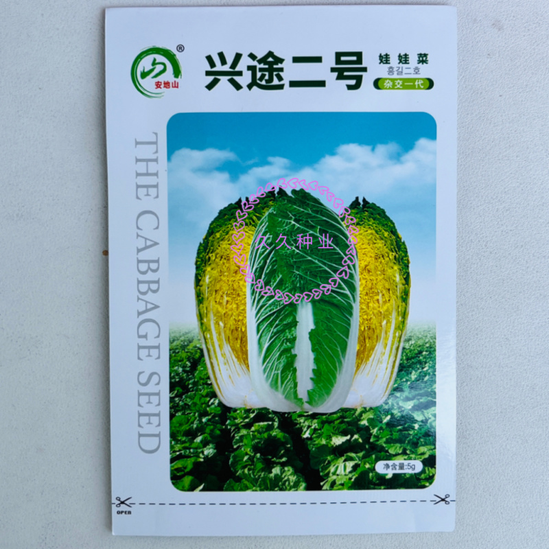 兴途二号娃娃菜种子杂交一代黄心娃娃菜熟耐抽薹高抗病