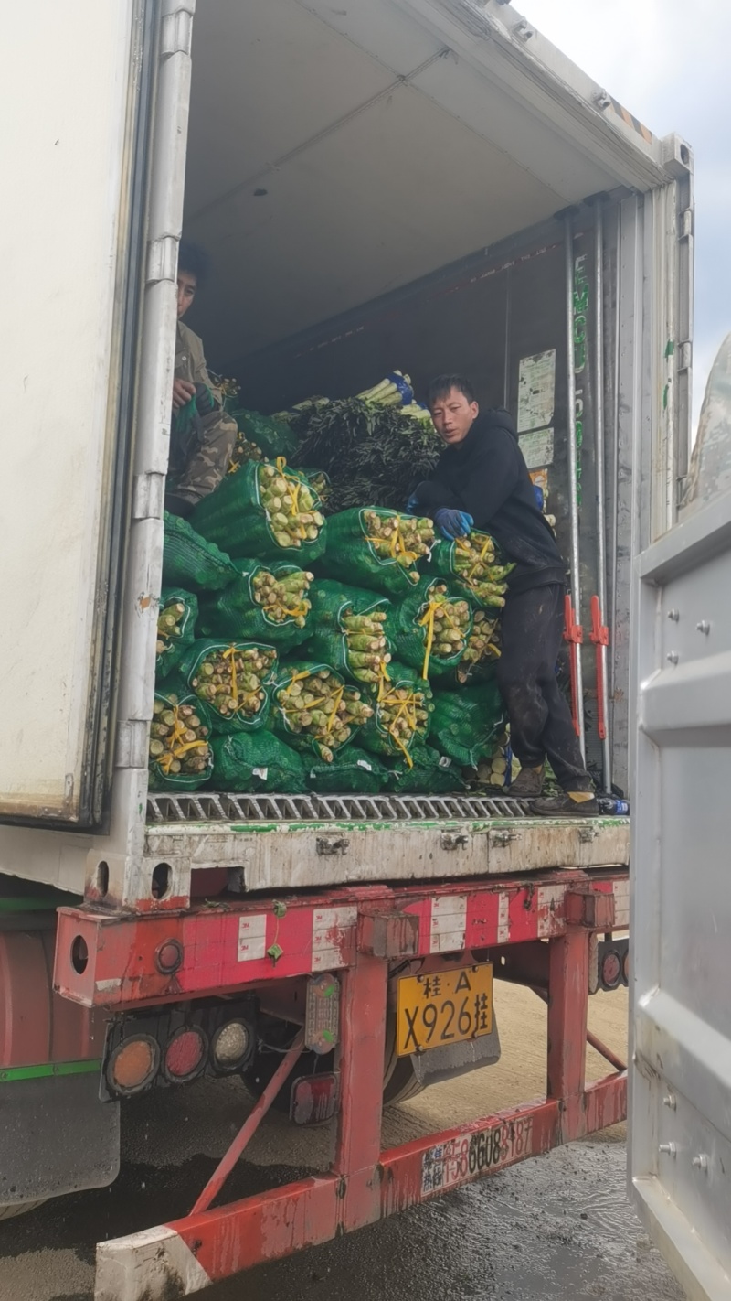云南大理丽江莴笋杆子已上市，欢迎全国各地的老板来采购，