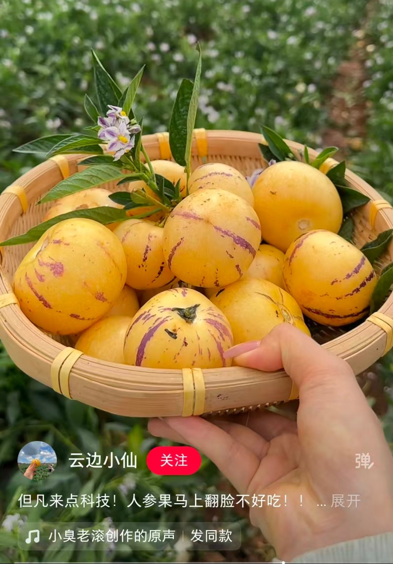 石林树熟人参果，只做高糖果，全套供应链服务给你需要的品