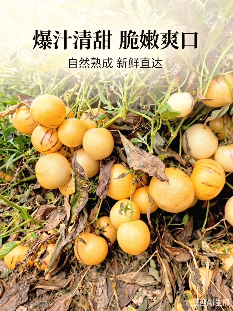石林树熟人参果，只做高糖果，全套供应链服务给你需要的品