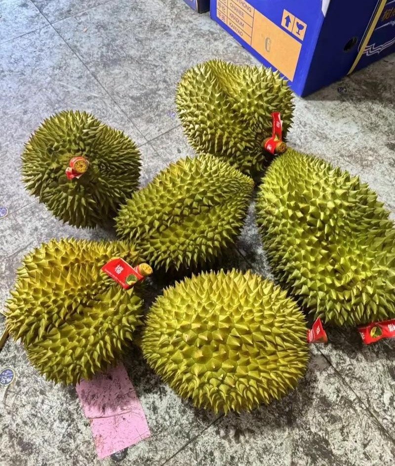 金枕榴莲一手批发，a果保5房，货源充足，质量保证。