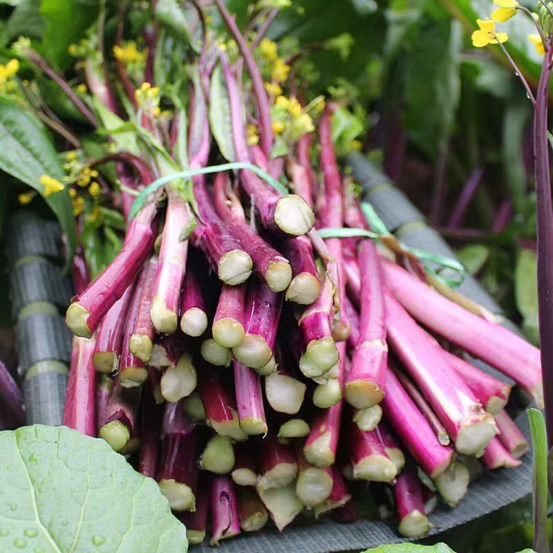 洪山菜苔种子红菜苔种甜脆耐热耐寒高产春夏秋冬四季蔬菜