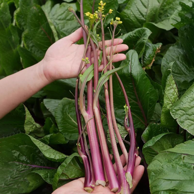 洪山菜苔种子红菜苔种甜脆耐热耐寒高产春夏秋冬四季蔬菜