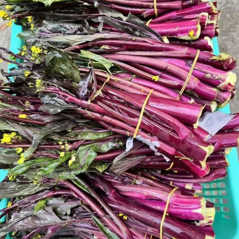 洪山菜苔种子红菜苔种甜脆耐热耐寒高产春夏秋冬四季蔬菜