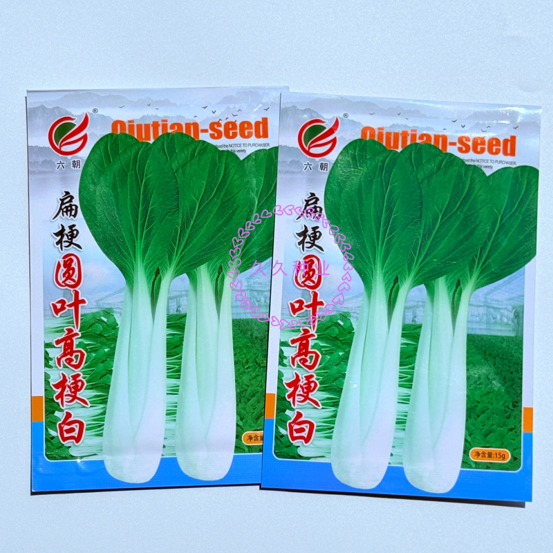 扁杆圆叶高梗白种子直立束腰青菜籽高产抗病品质优小白菜农家