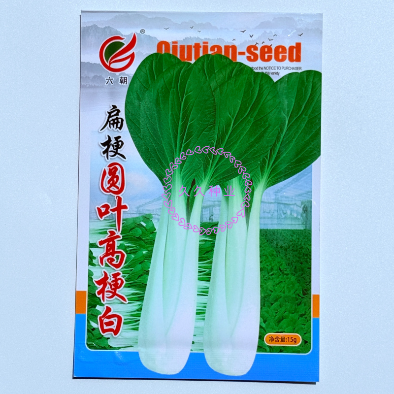 扁杆圆叶高梗白种子直立束腰青菜籽高产抗病品质优小白菜农家