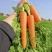 红冠胡萝卜种子皮肉芯均呈桔红色生熟食胡萝卜籽大田基地秋季