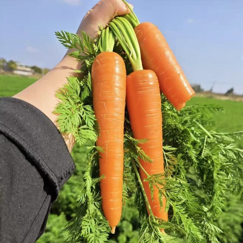 红冠胡萝卜种子皮肉芯均呈桔红色生熟食胡萝卜籽大田基地秋季