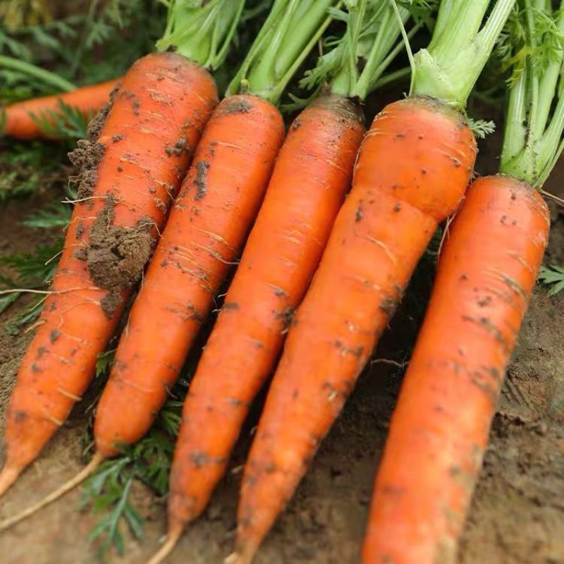 红冠胡萝卜种子皮肉芯均呈桔红色生熟食胡萝卜籽大田基地秋季